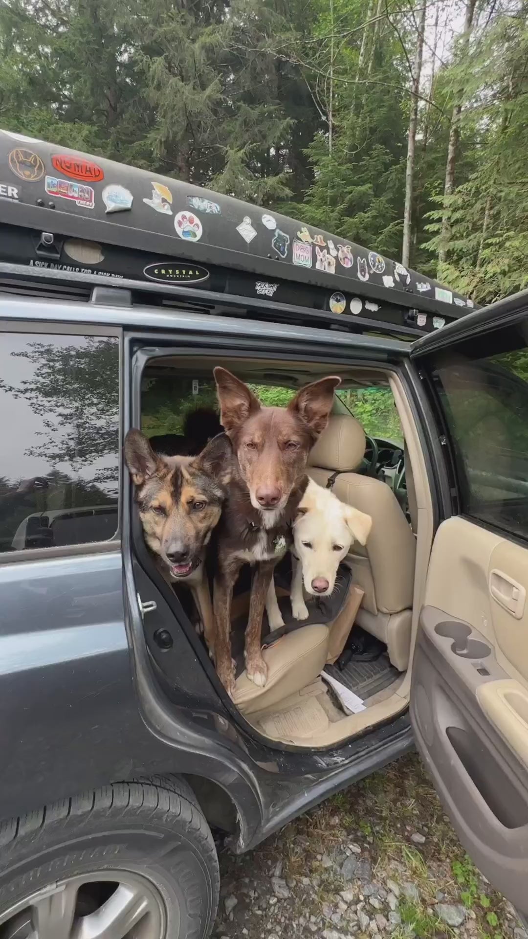 3W Premium Hanging Air Freshener 3Wliners